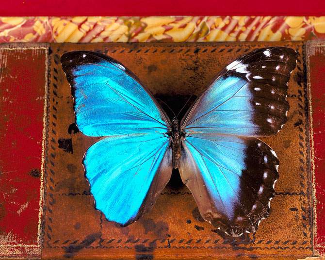 Morpho menelaus (bilateral gynandromorph, museum_3a) (Internet Image property of respective owner, non-commercial use only)